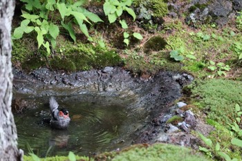 ウソ 奥庭荘(富士山) 2022年8月7日(日)