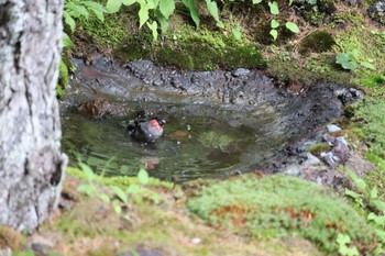 ウソ 奥庭荘(富士山) 2022年8月7日(日)