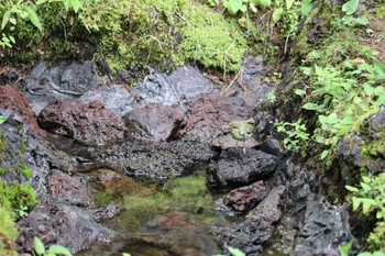 メボソムシクイ 奥庭荘(富士山) 2022年8月7日(日)