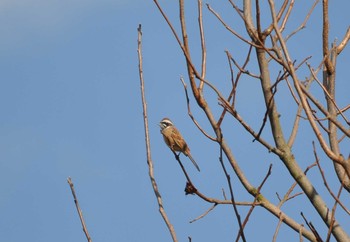 Meadow Bunting 矢田山町 Mon, 1/1/2018