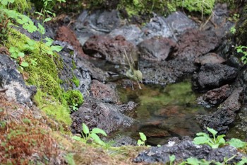 メボソムシクイ 奥庭荘(富士山) 2022年8月7日(日)