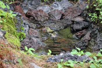 メボソムシクイ 奥庭荘(富士山) 2022年8月7日(日)