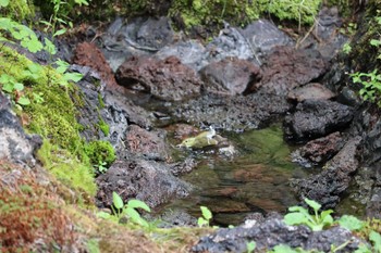 メボソムシクイ 奥庭荘(富士山) 2022年8月7日(日)