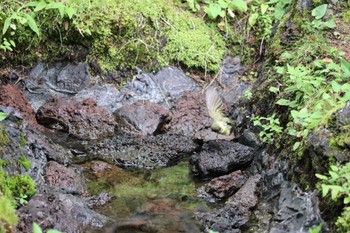 メボソムシクイ 奥庭荘(富士山) 2022年8月7日(日)