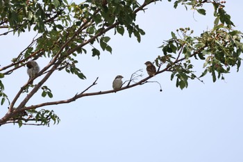 Russet Sparrow いしかり調整池(石狩調整池) Tue, 8/9/2022