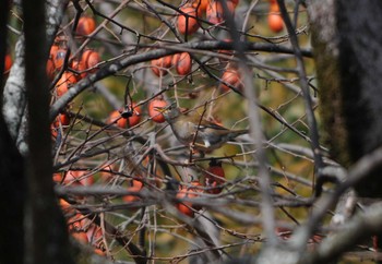 Pale Thrush 矢田山町 Mon, 1/1/2018