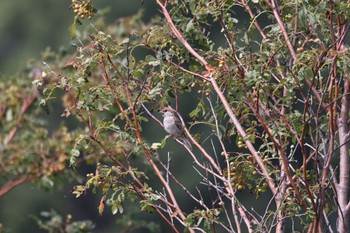 Russet Sparrow いしかり調整池(石狩調整池) Tue, 8/9/2022