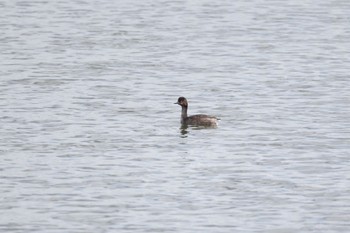 Black-necked Grebe いしかり調整池(石狩調整池) Tue, 8/9/2022