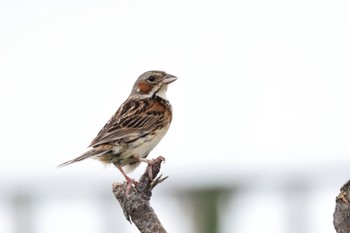 Chestnut-eared Bunting いしかり調整池(石狩調整池) Tue, 8/9/2022