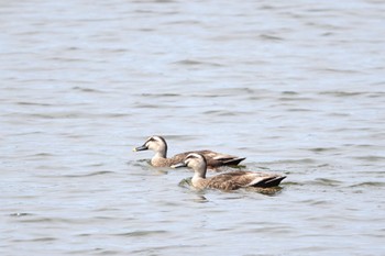 Eastern Spot-billed Duck いしかり調整池(石狩調整池) Tue, 8/9/2022