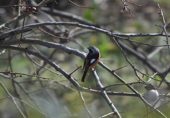 Daurian Redstart 矢田山町 Mon, 1/1/2018