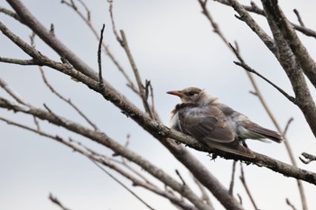 White-cheeked Starling いしかり調整池(石狩調整池) Tue, 8/9/2022