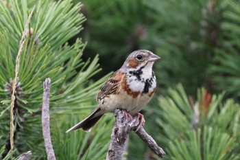 Chestnut-eared Bunting いしかり調整池(石狩調整池) Tue, 8/9/2022