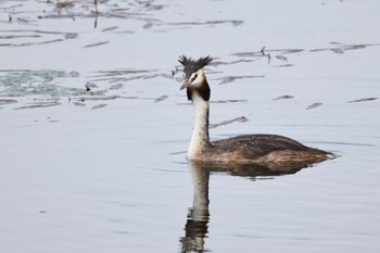 Great Crested Grebe いしかり調整池(石狩調整池) Tue, 8/9/2022