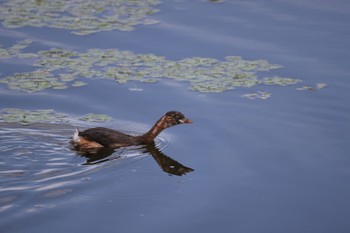 Great Crested Grebe いしかり調整池(石狩調整池) Tue, 8/9/2022