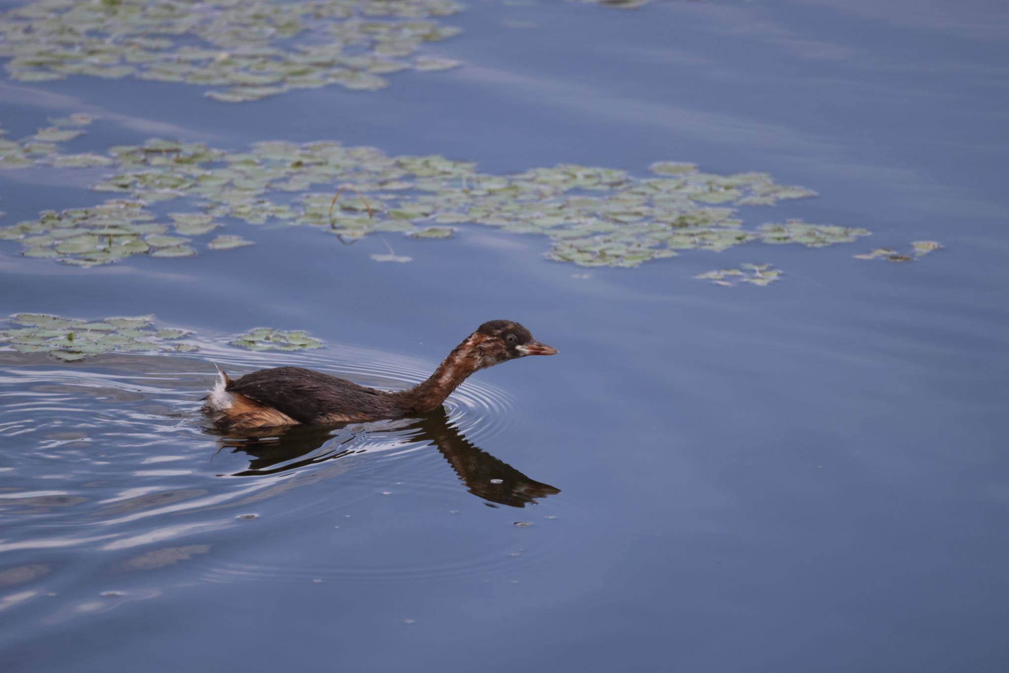 いしかり調整池(石狩調整池) カンムリカイツブリの写真 by will 73