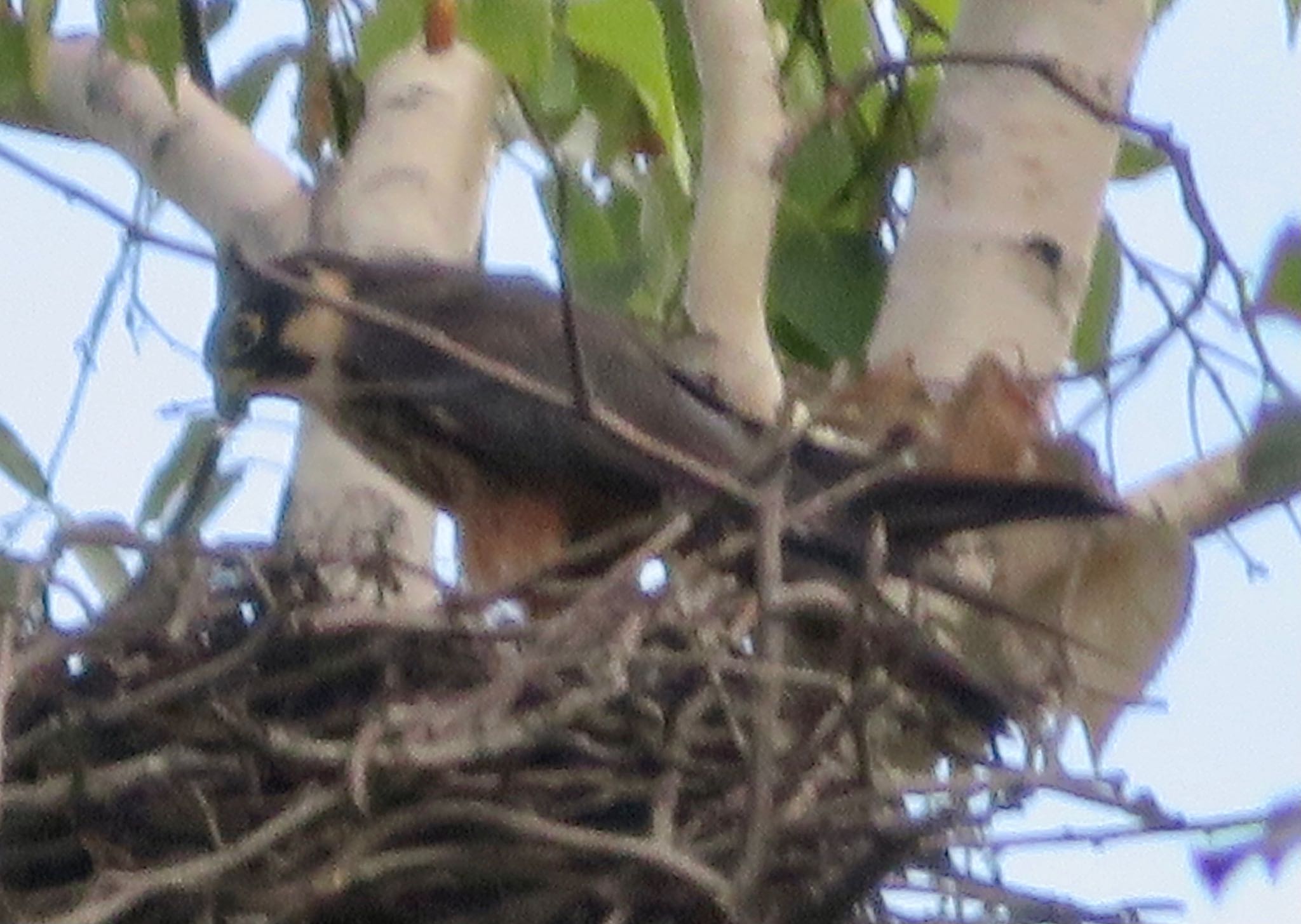 Photo of Eurasian Hobby at Makomanai Park by xuuhiro