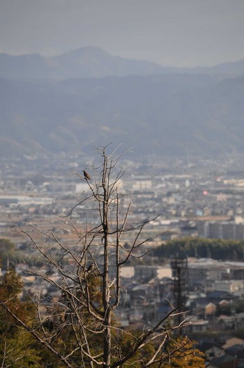 Dusky Thrush 矢田山町 Mon, 1/1/2018