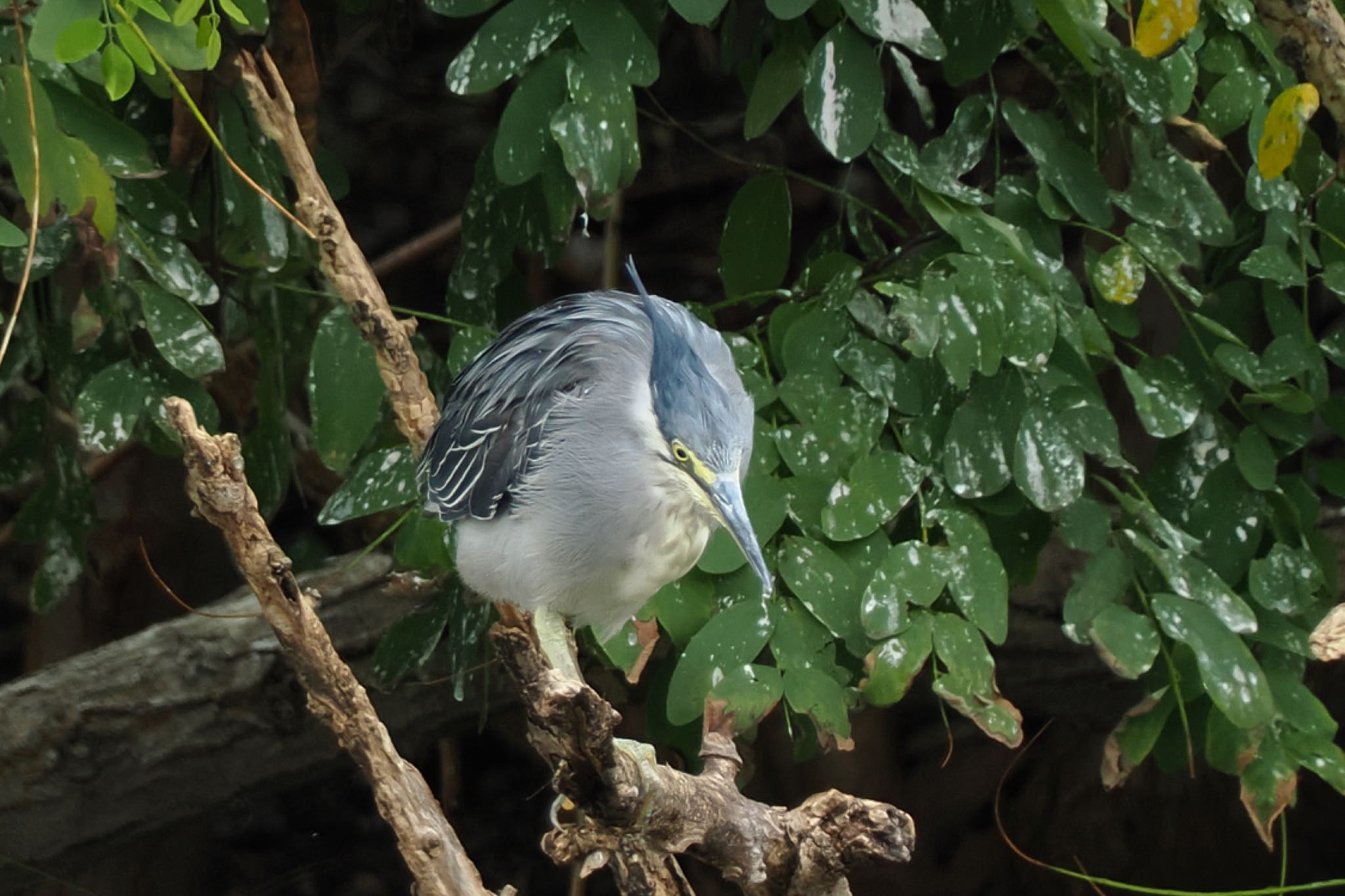 東京港野鳥公園 ササゴイの写真 by アポちん