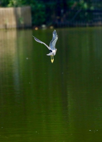 ササゴイ 都立浮間公園 撮影日未設定