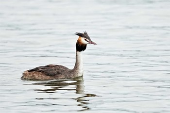 カンムリカイツブリ ふなばし三番瀬海浜公園 2022年8月6日(土)