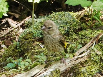 カワラヒワ 西湖野鳥の森公園 2022年8月9日(火)