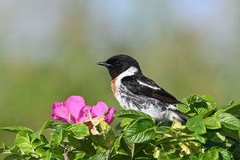 Amur Stonechat 北海道 Sat, 8/6/2022