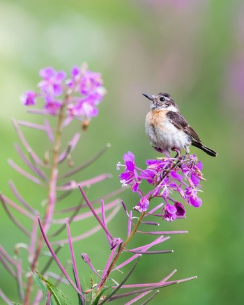 Amur Stonechat 長野県 Mon, 8/8/2022