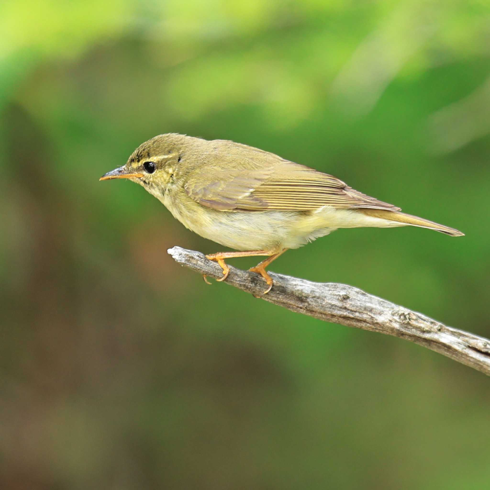 Japanese Leaf Warbler