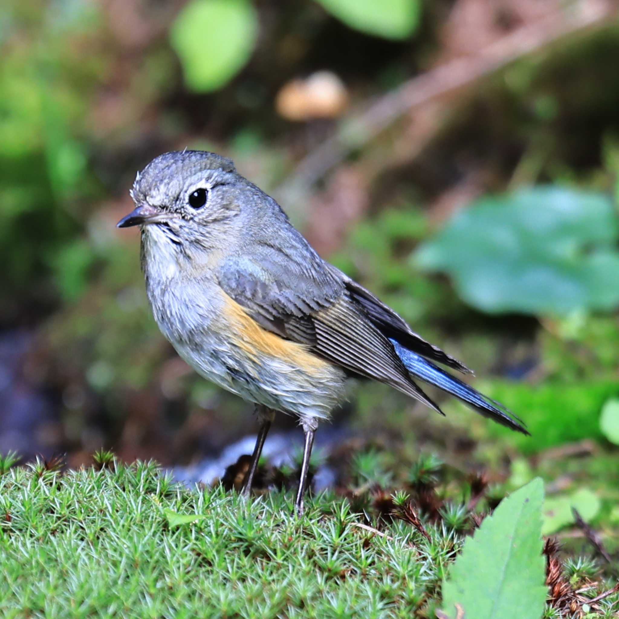 Red-flanked Bluetail