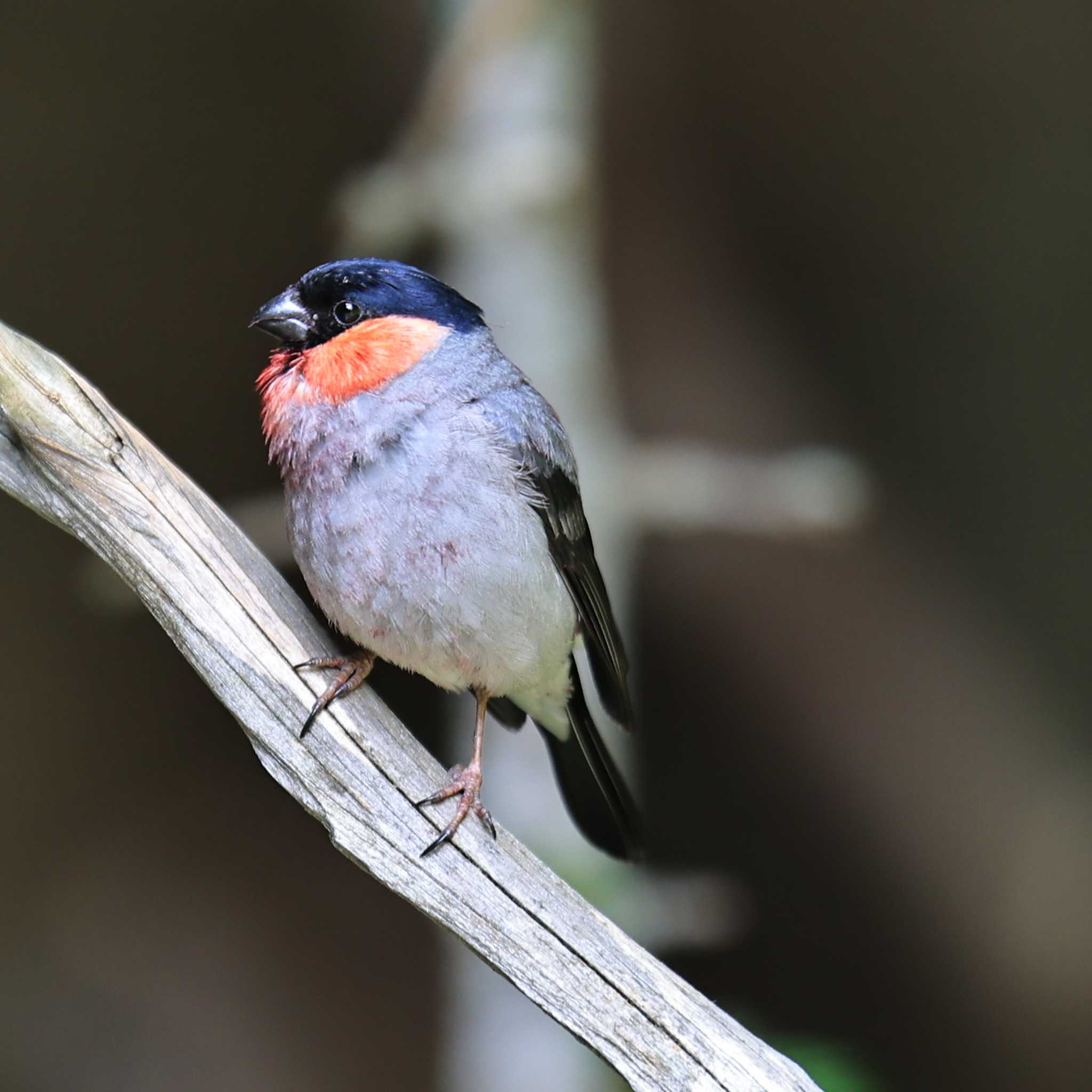 Eurasian Bullfinch