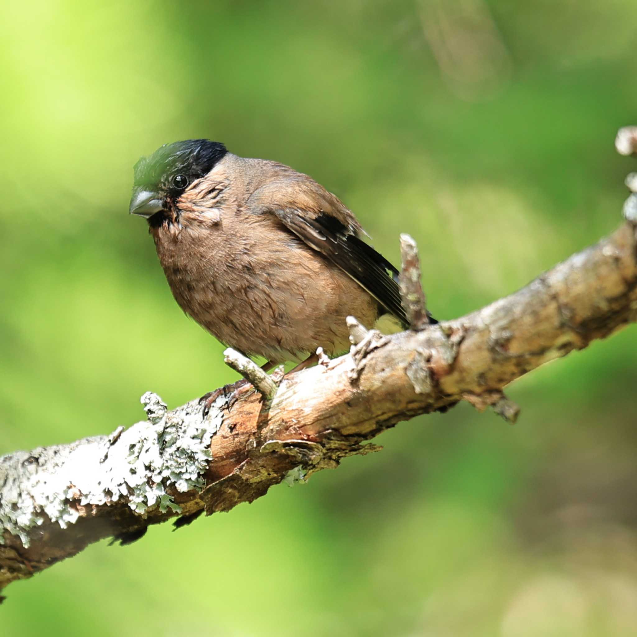 Eurasian Bullfinch