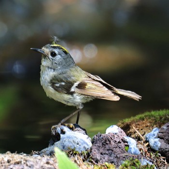 Tue, 8/9/2022 Birding report at Okuniwaso(Mt. Fuji)