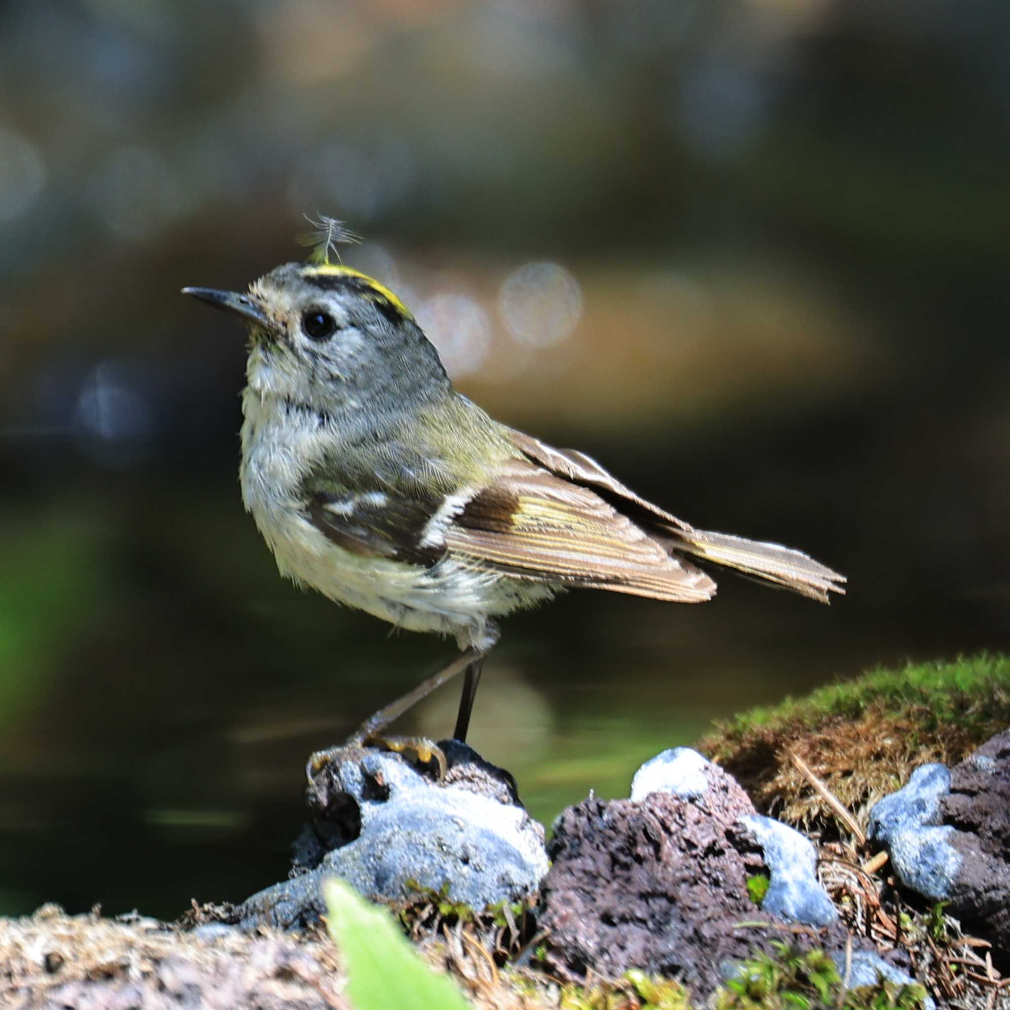 Photo of Goldcrest at Okuniwaso(Mt. Fuji) by ノッポさん