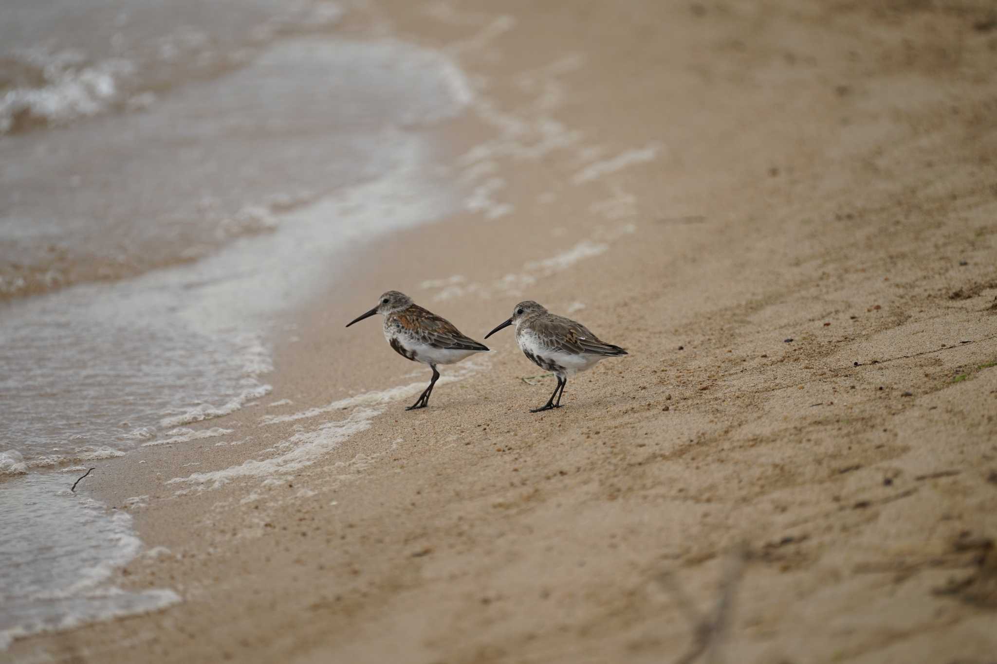 Photo of Dunlin at 飯梨川河口(島根県安来市) by ひらも