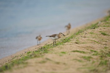 Red-necked Stint 飯梨川河口(島根県安来市) Tue, 8/9/2022