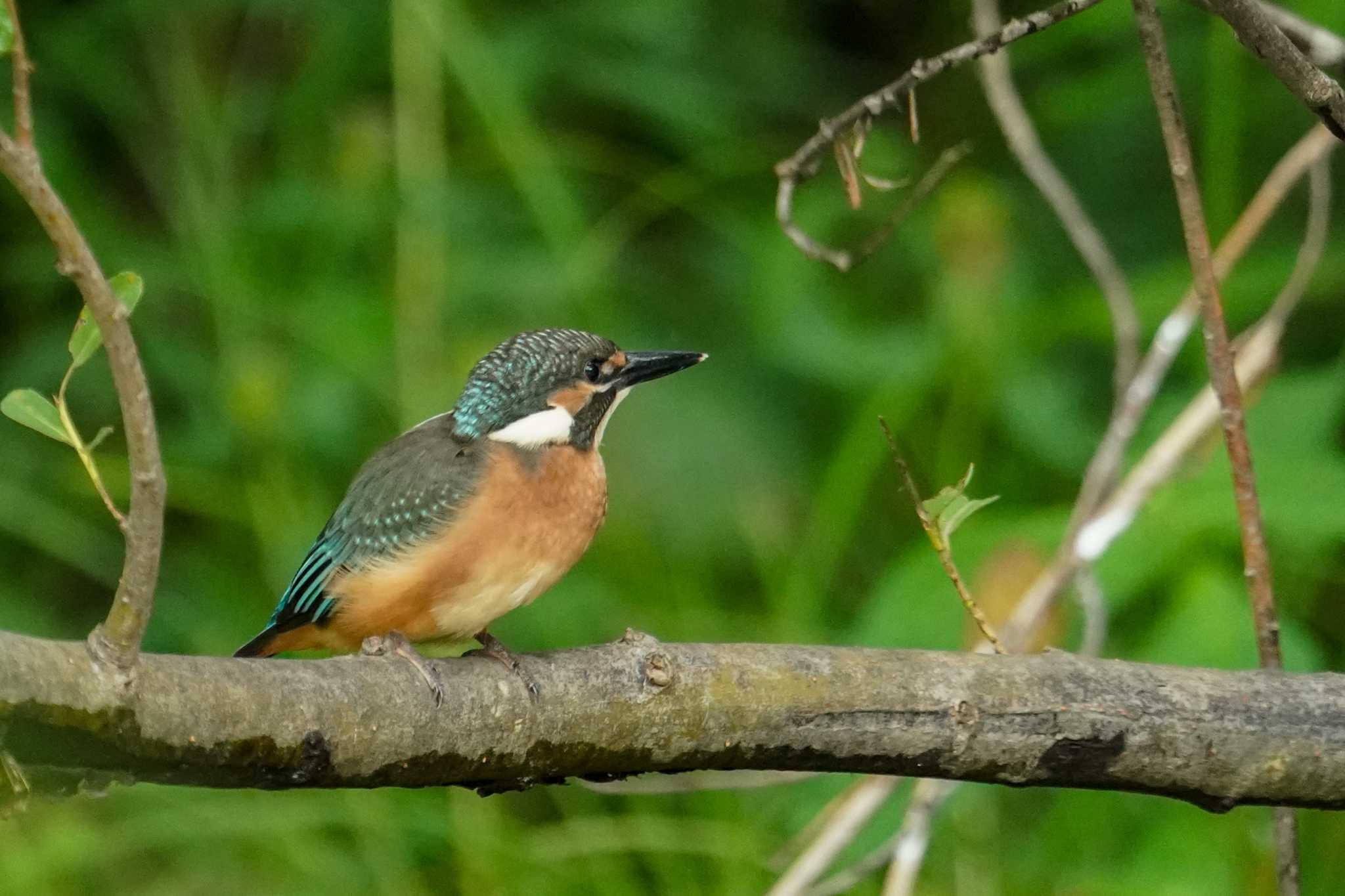 Common Kingfisher