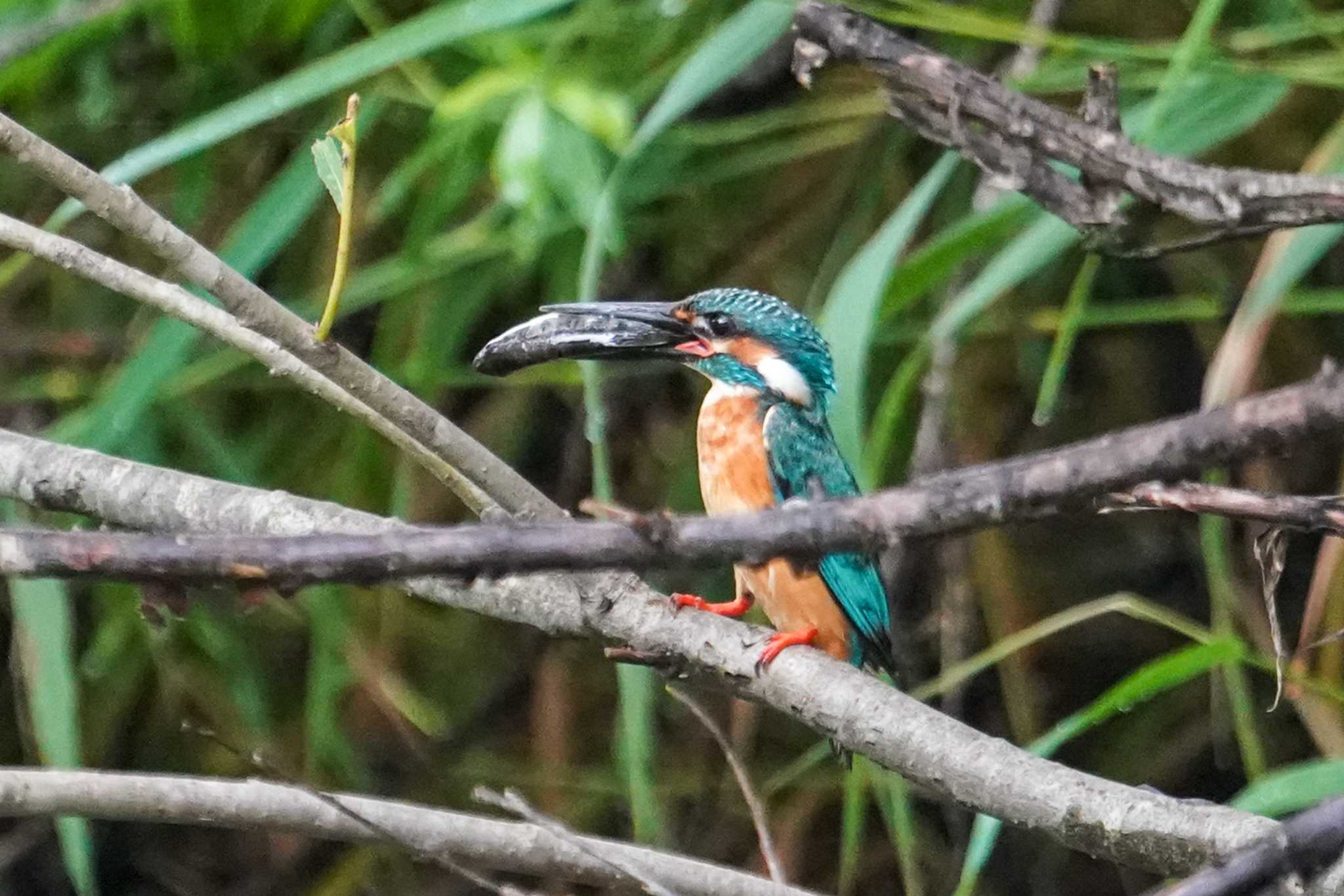 Common Kingfisher