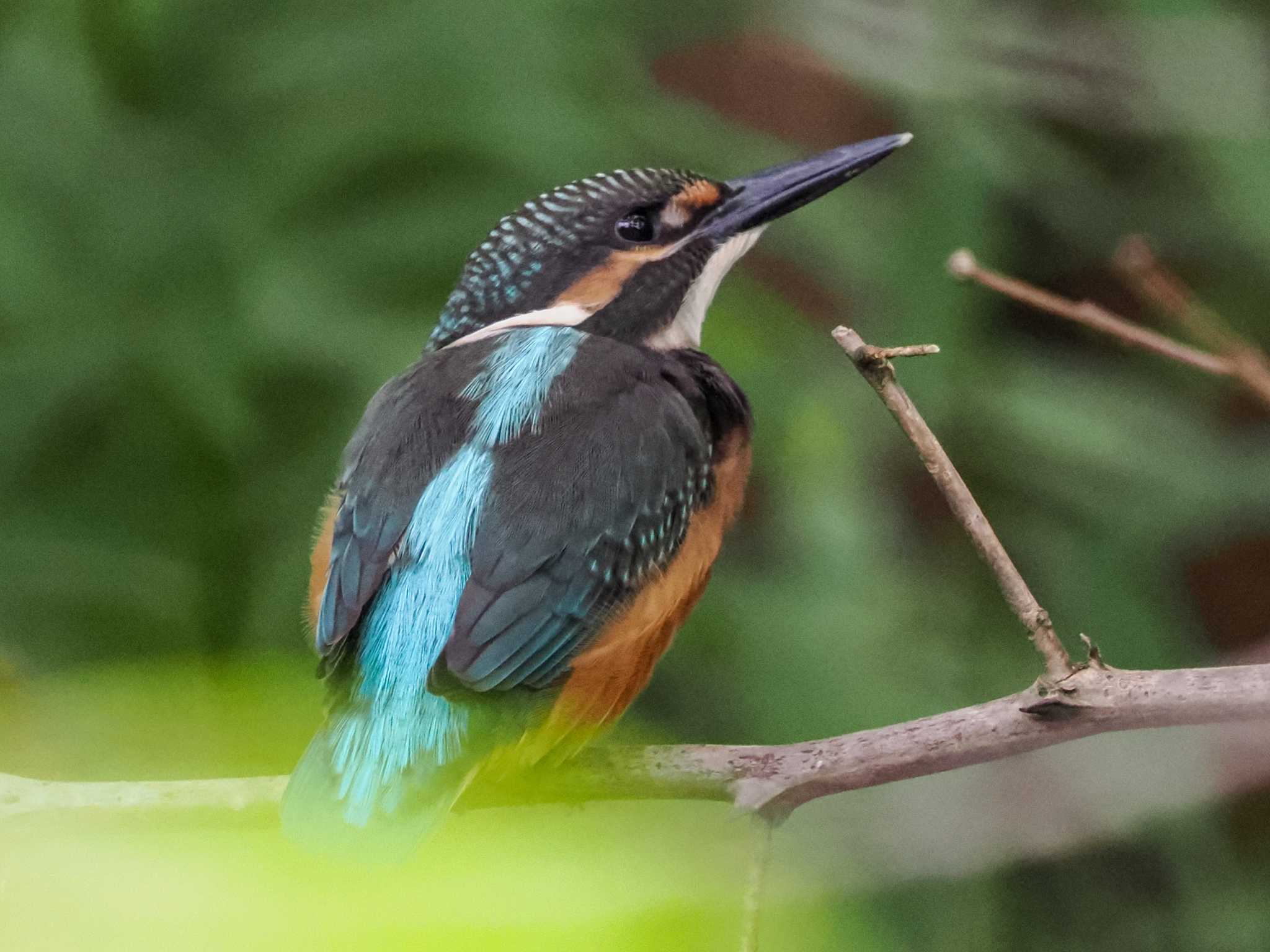 Common Kingfisher