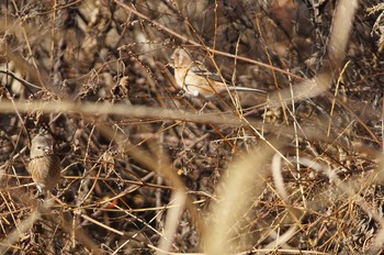 Siberian Long-tailed Rosefinch Unknown Spots Unknown Date