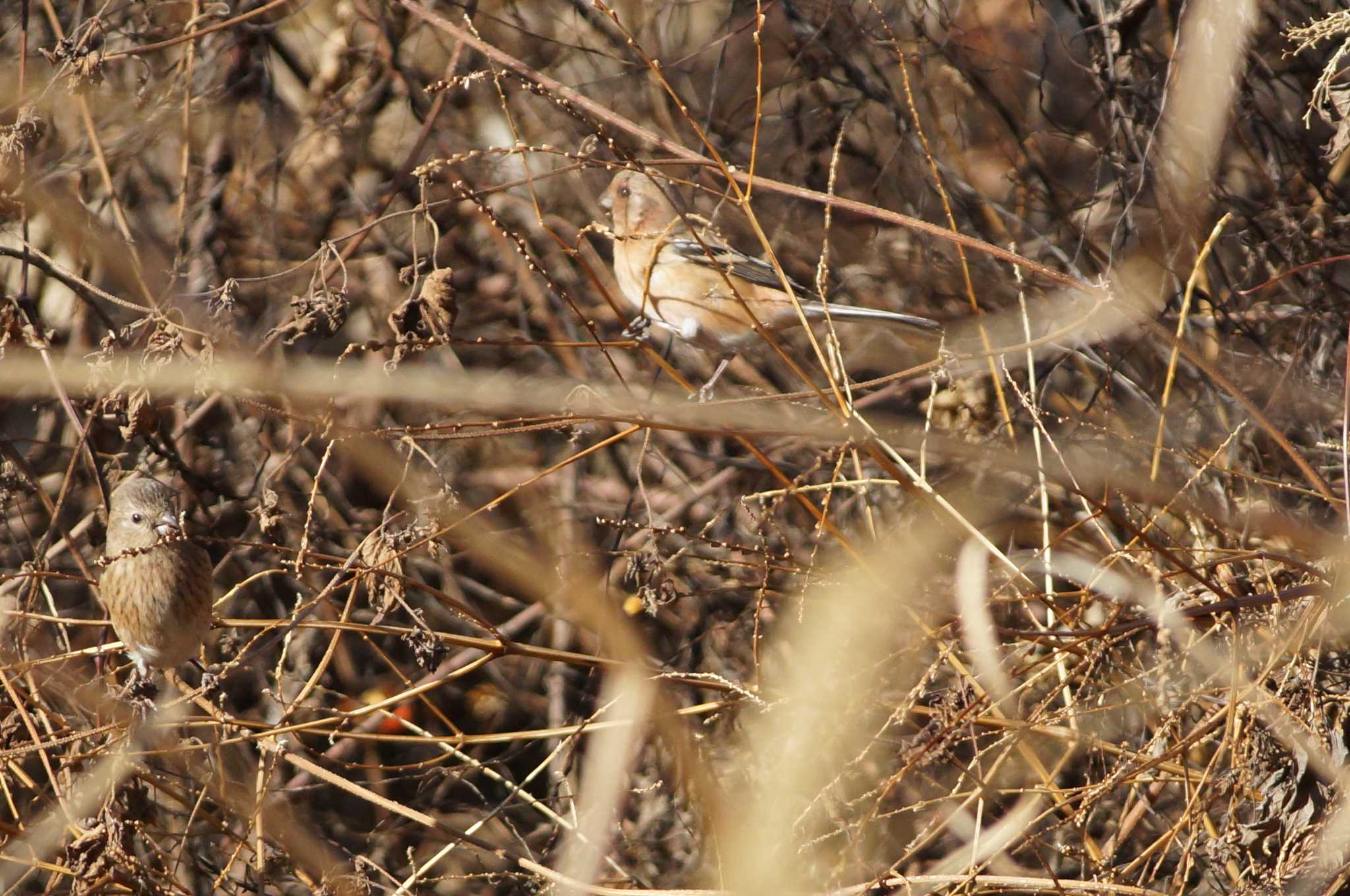 Photo of Siberian Long-tailed Rosefinch at  by bea