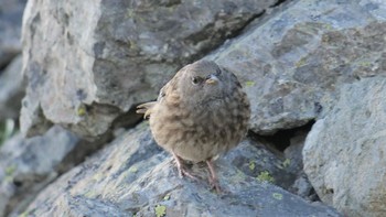 2022年8月8日(月) 北アルプスの野鳥観察記録