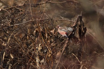 Siberian Long-tailed Rosefinch Unknown Spots Unknown Date