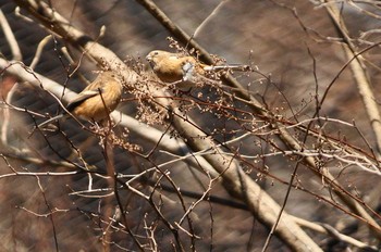 Siberian Long-tailed Rosefinch Unknown Spots Unknown Date