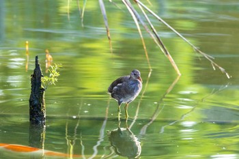 バン 千里南公園 2022年8月6日(土)