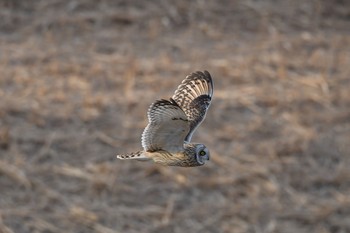 Short-eared Owl Watarase Yusuichi (Wetland) Tue, 1/16/2018