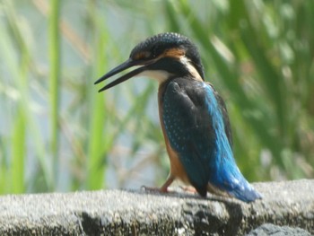 カワセミ 谷津干潟 2022年8月7日(日)