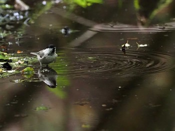 コガラ 大洞の水場 2022年8月7日(日)