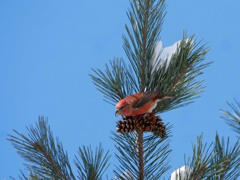 Red Crossbill 飯綱高原 Wed, 12/20/2017