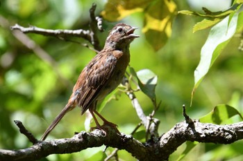 Meadow Bunting 香川県 Tue, 8/2/2022